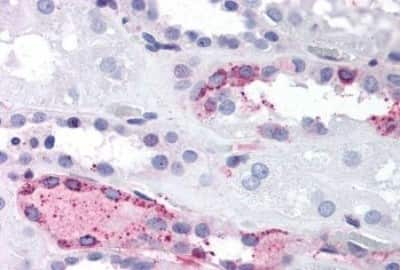 Immunohistochemistry-Paraffin: P2Y9 Antibody [NBP3-14441] - Immunohistochemistry of formalin-fixed, paraffin-embedded human kidney after heat-induced antigen retrieval.